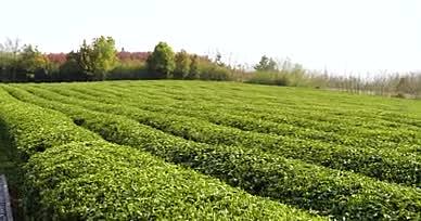 4K茶园采茶茶文化绿茶茶叶种植农业视频的预览图